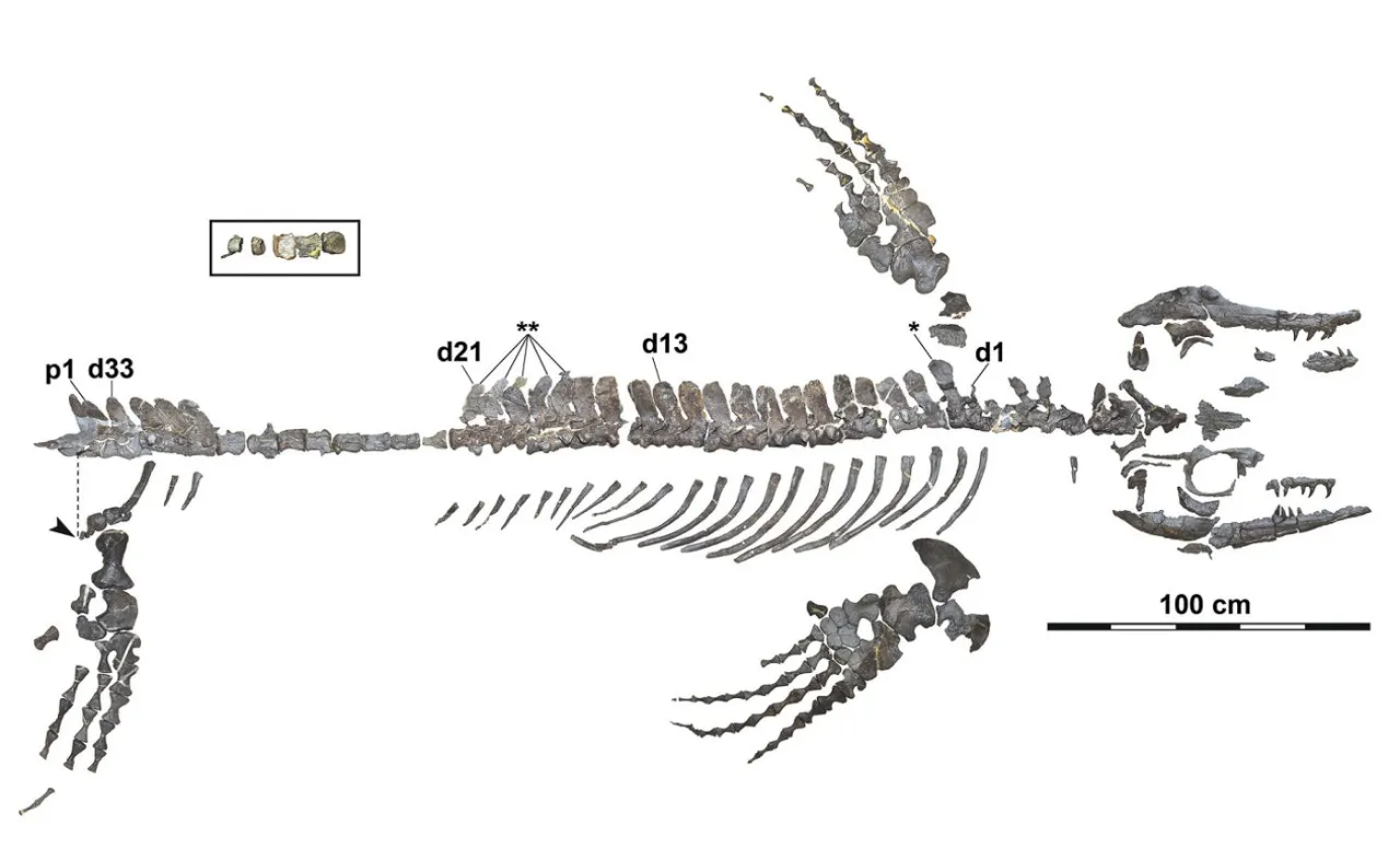 O estudo publicado, em 11 de dezembro, no Journal of Systematic Palaeontology