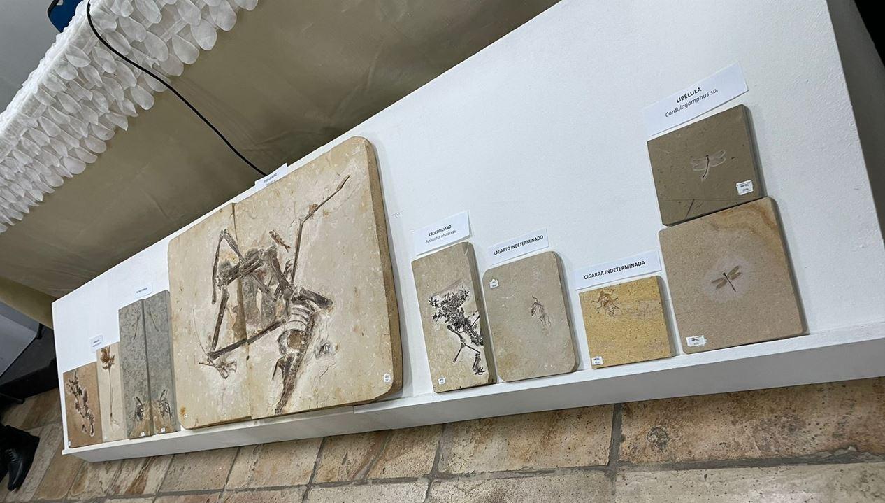 fósseis no Museu de Paleontologia, em Santana do Cariri