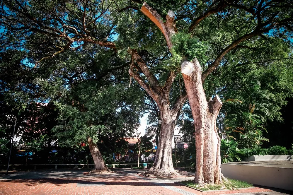 Os oitis centenários no jardim do TJA, projetado por Roberto Burle Marx: tudo é história