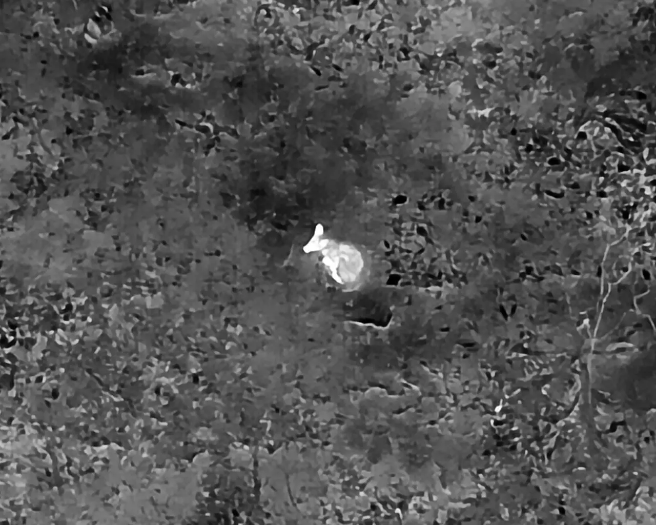 Filhote que pertence a família dos canídeos registrado em Minas Gerais