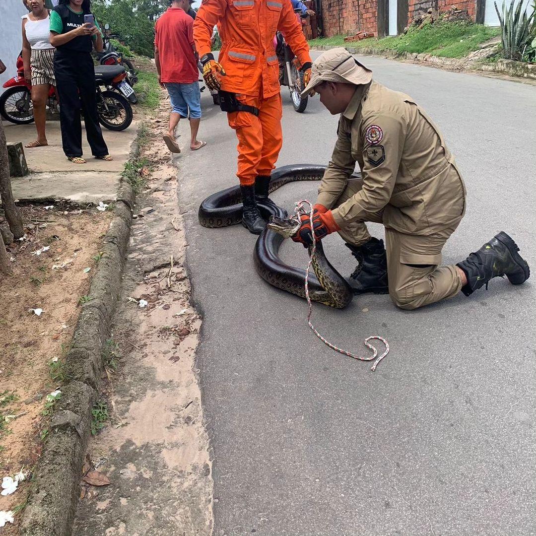 foto de cobra sucuri resgatada em Barreirinhas (MA)