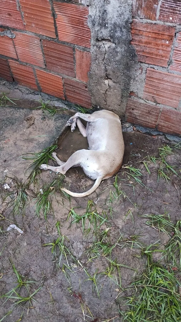 Animal foi retirado do muro da própria casa