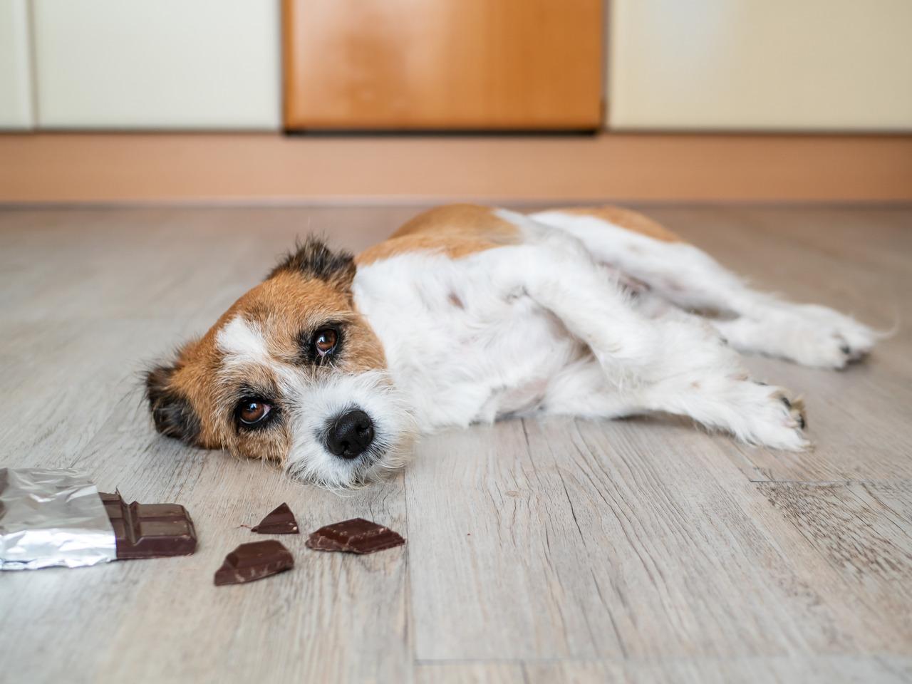 Cachorro triste chocolate