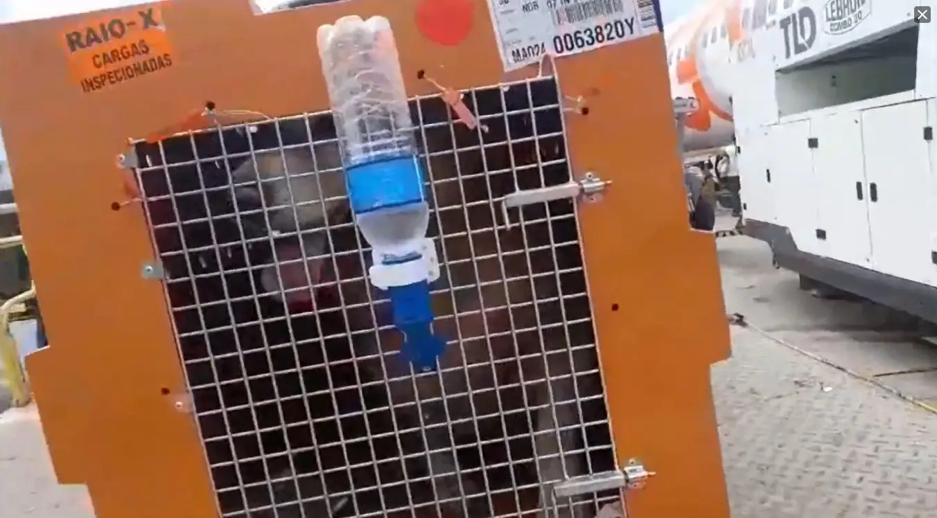 Joca, o cachorro golden retriever, vivo dentro de caixa laranja, com grades, da companhia aérea Gol