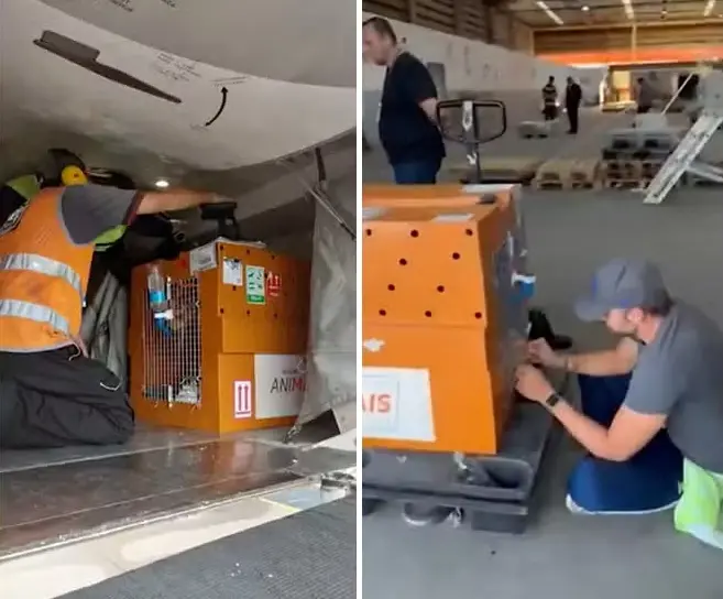 Montagem com duas fotos verticais, uma ao lado da outra. Na imagem à esquerda, um funcionário coloca Joca, que está dentro de uma caixa laranja, no avião. Na foto à direita aparece o tutor de Joca sentado no chão, em frente à caixa, ao reencontrá-lo, já sem vida, em Guarulhos