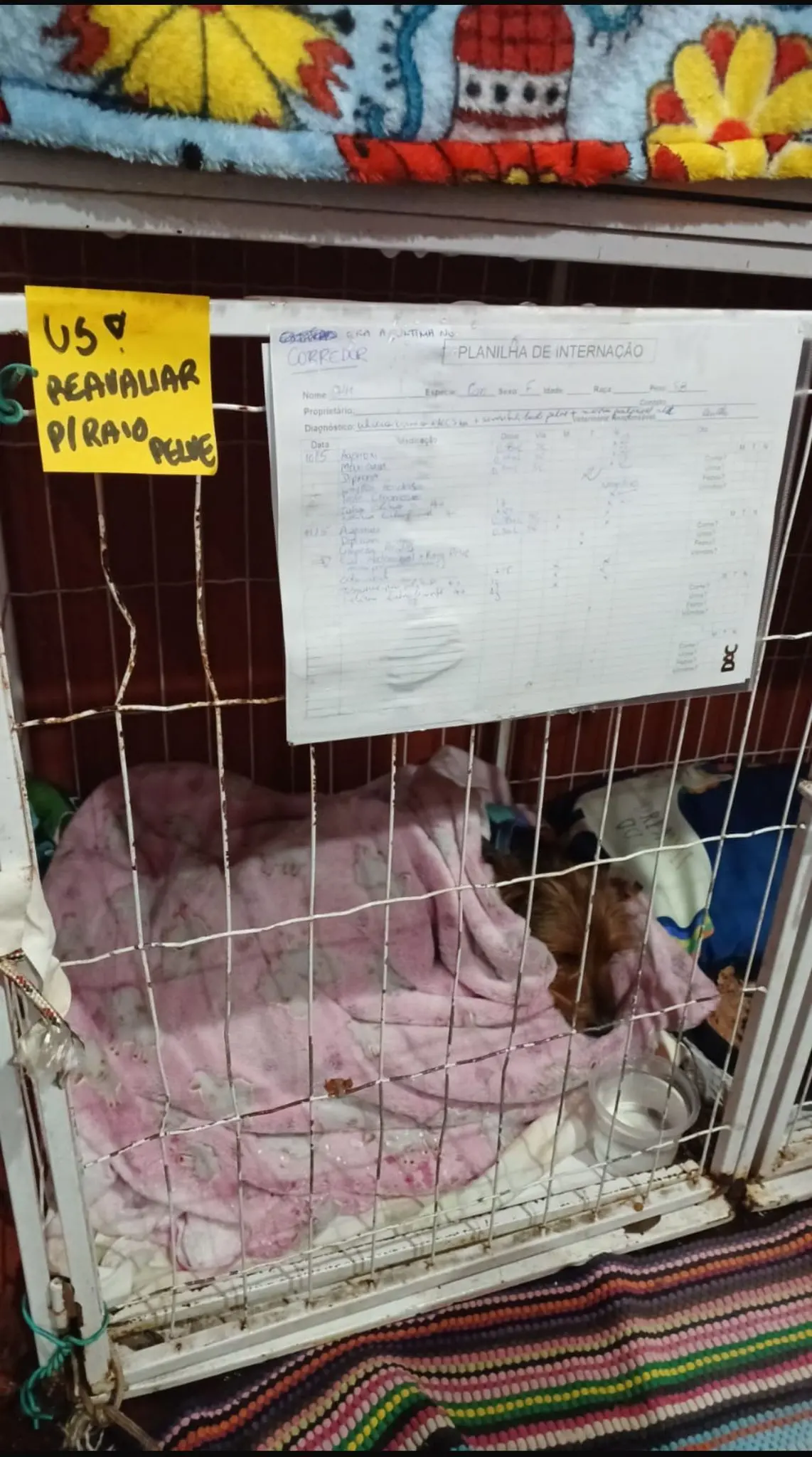 Animal aguardando atendimento no Rio Grande do Sul