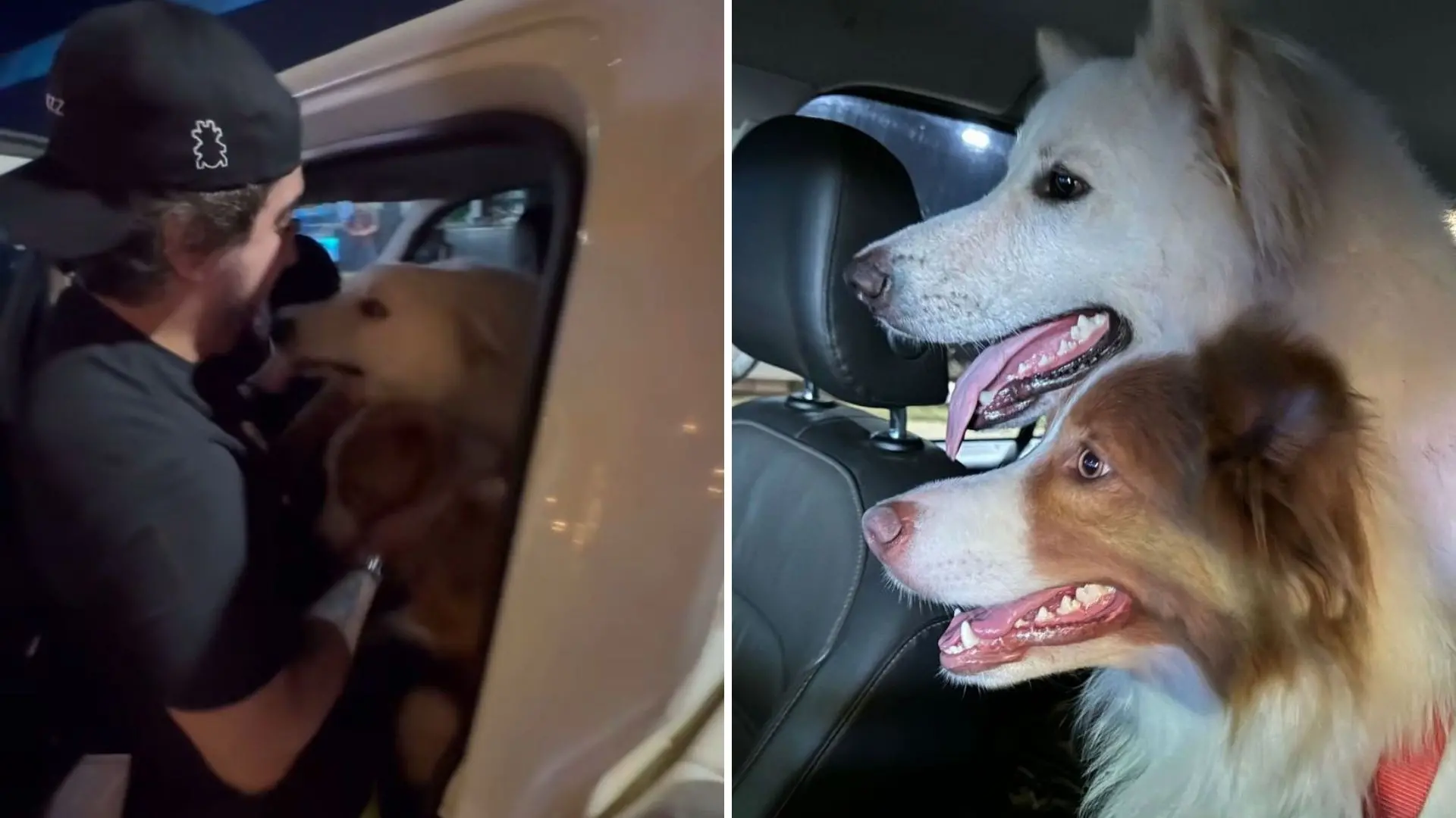 Nattan reencontra os cães levados por Henrique e Juliano