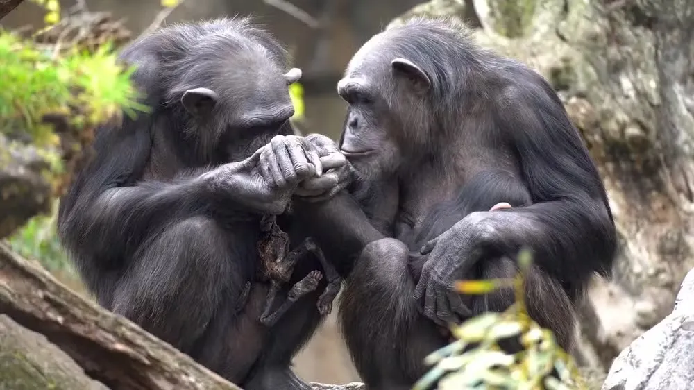 Segundo os especialistas do zoológico, seria arriscado para a família de chimpanzés intervir para retirar o corpo