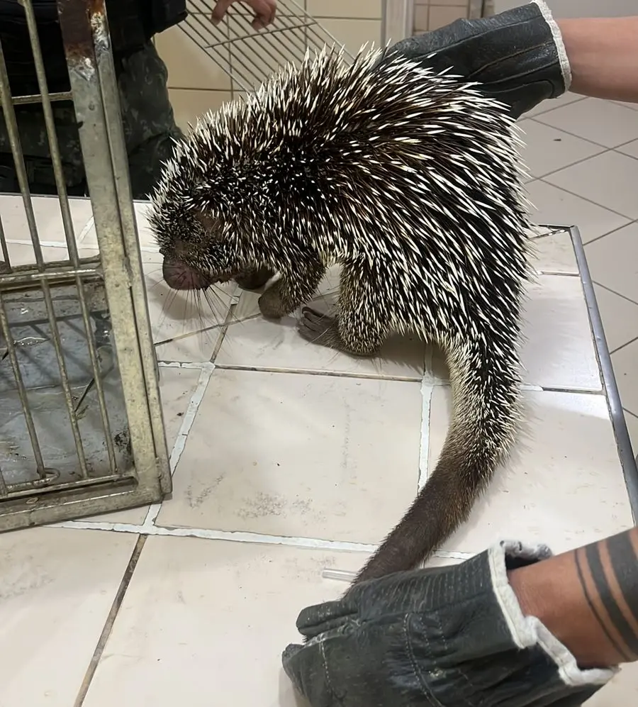 porco-espinho-de-Baturité encontrado por agentes do BPMA