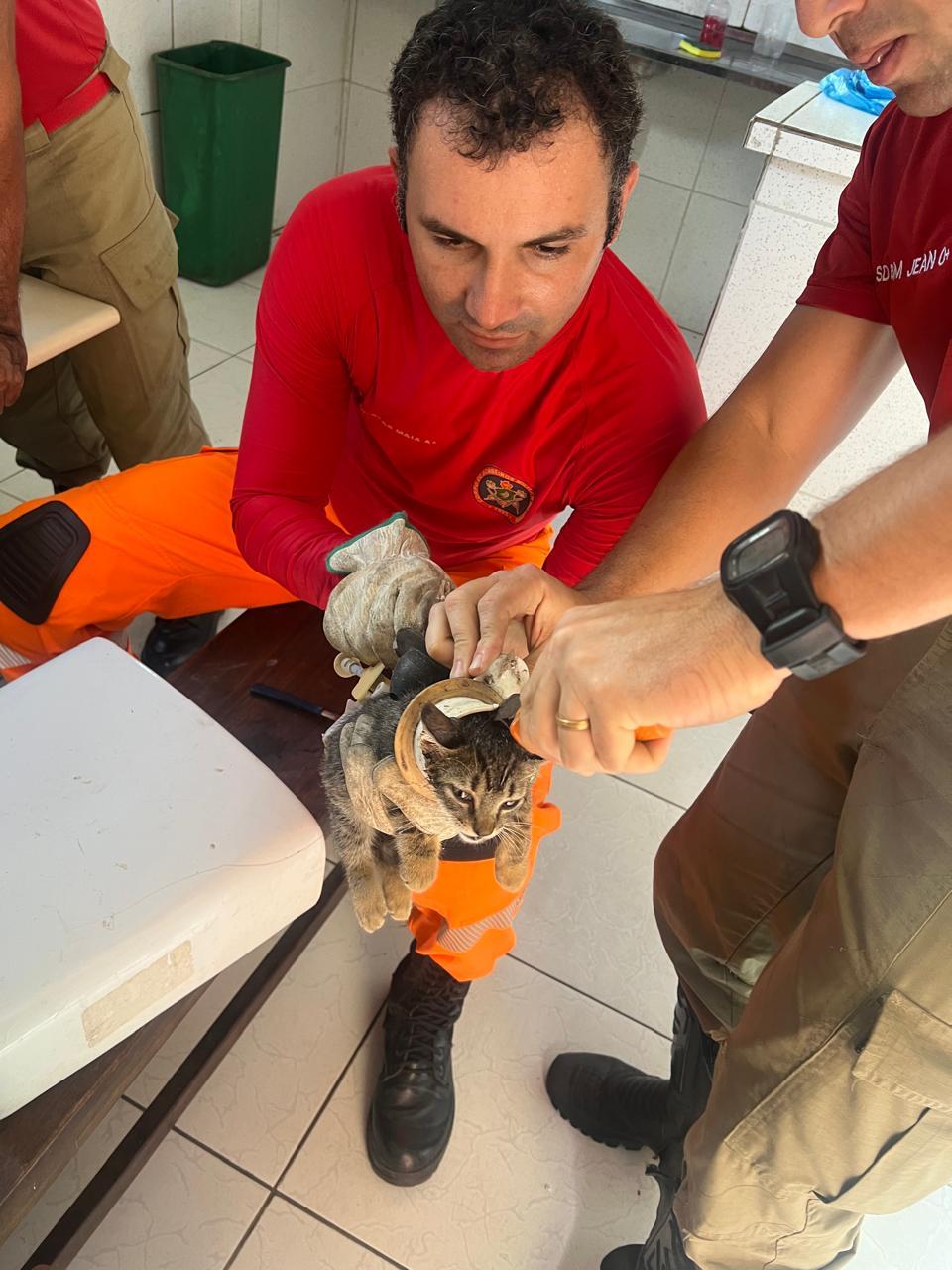 Gato resgatado de caixa de vaso sanitário em Maracanaú