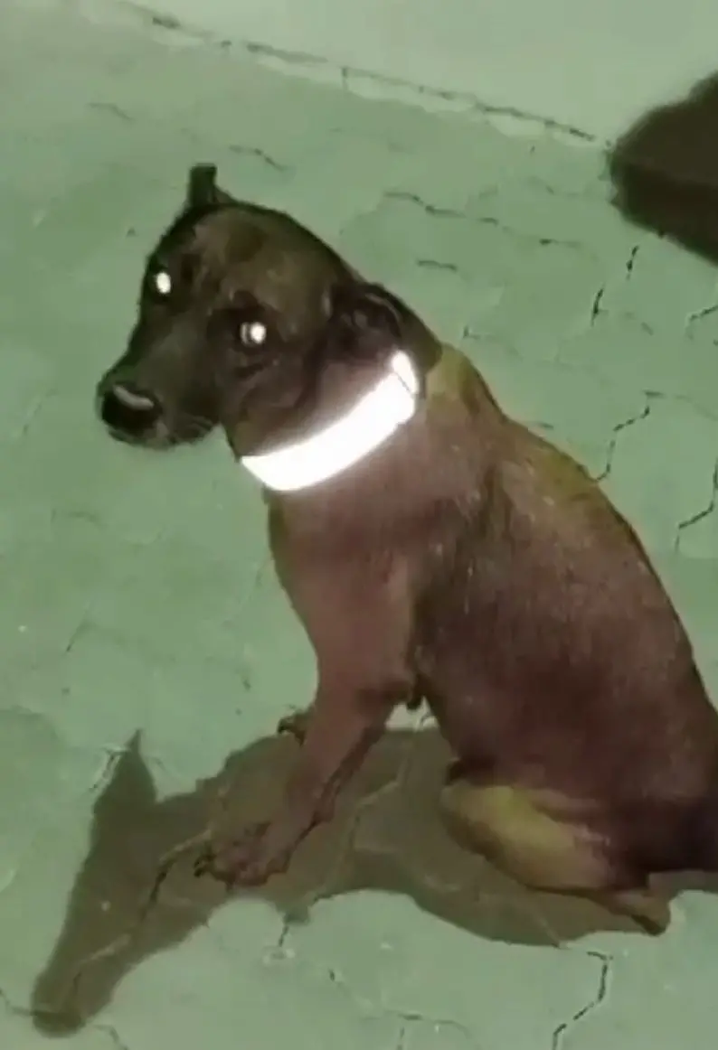 Cachorro com coleira reflexiva
