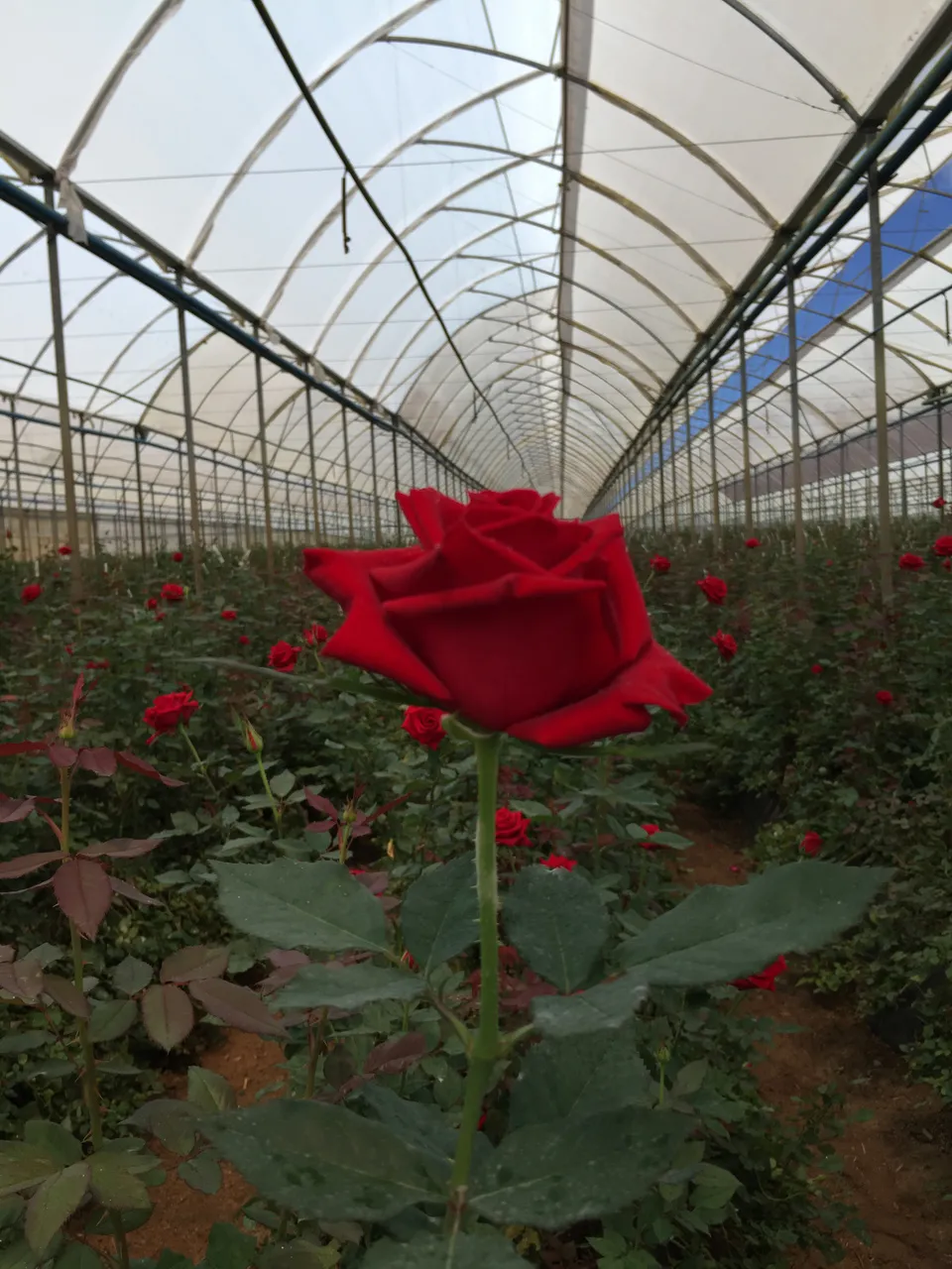 Estufas de flores podem ser visitadas em São Benedito
