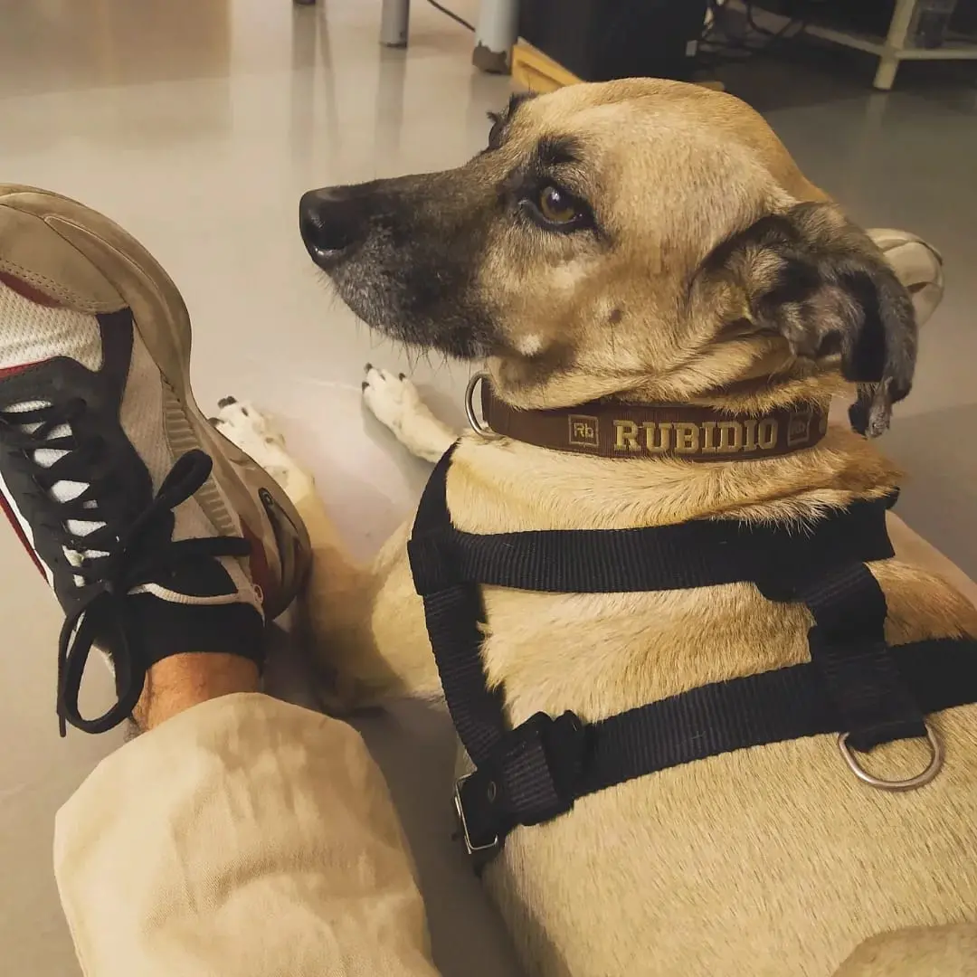 Cachorro com leishmaniose em tratamento