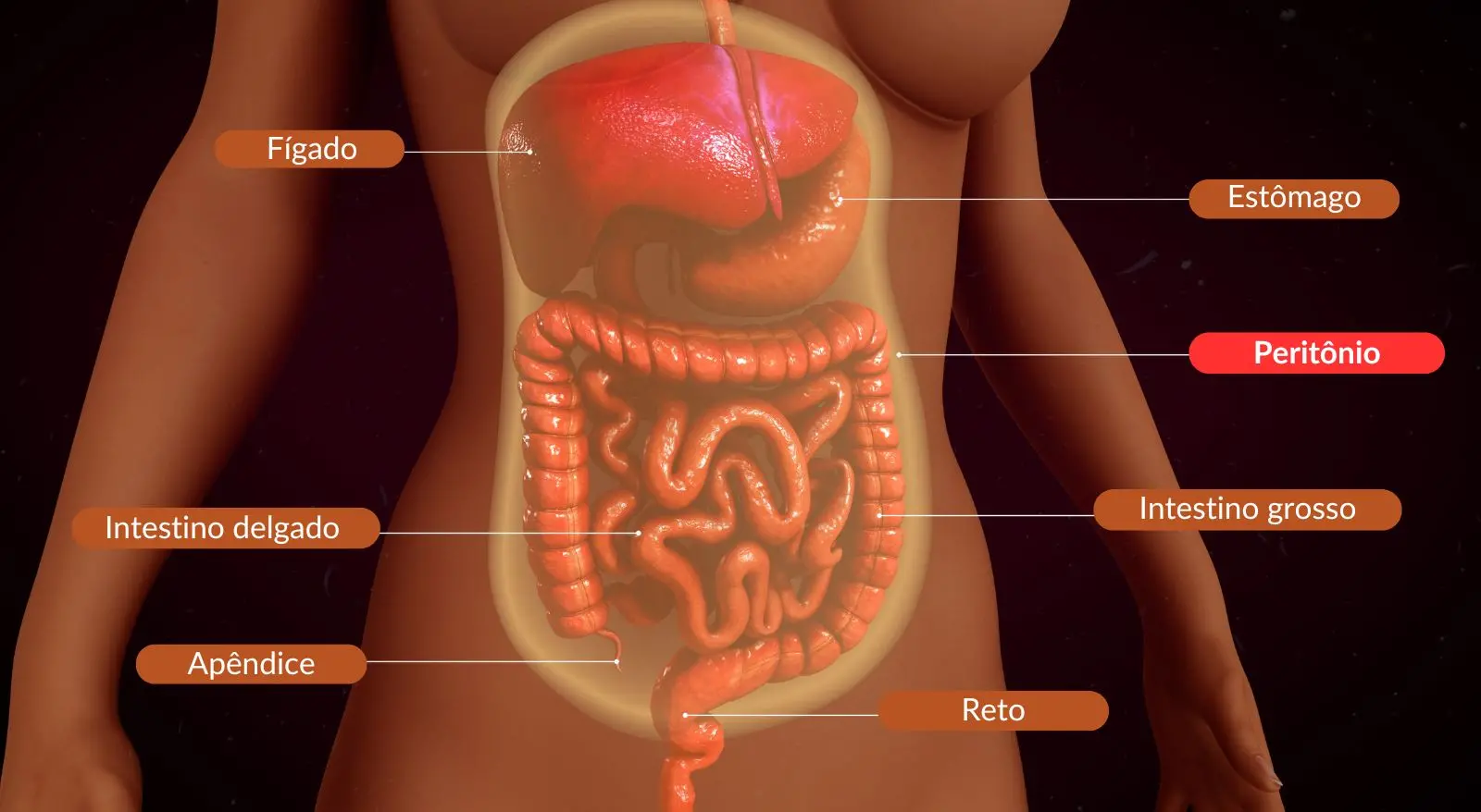 Ilustração mostra onde fica o peritônio no corpo humano