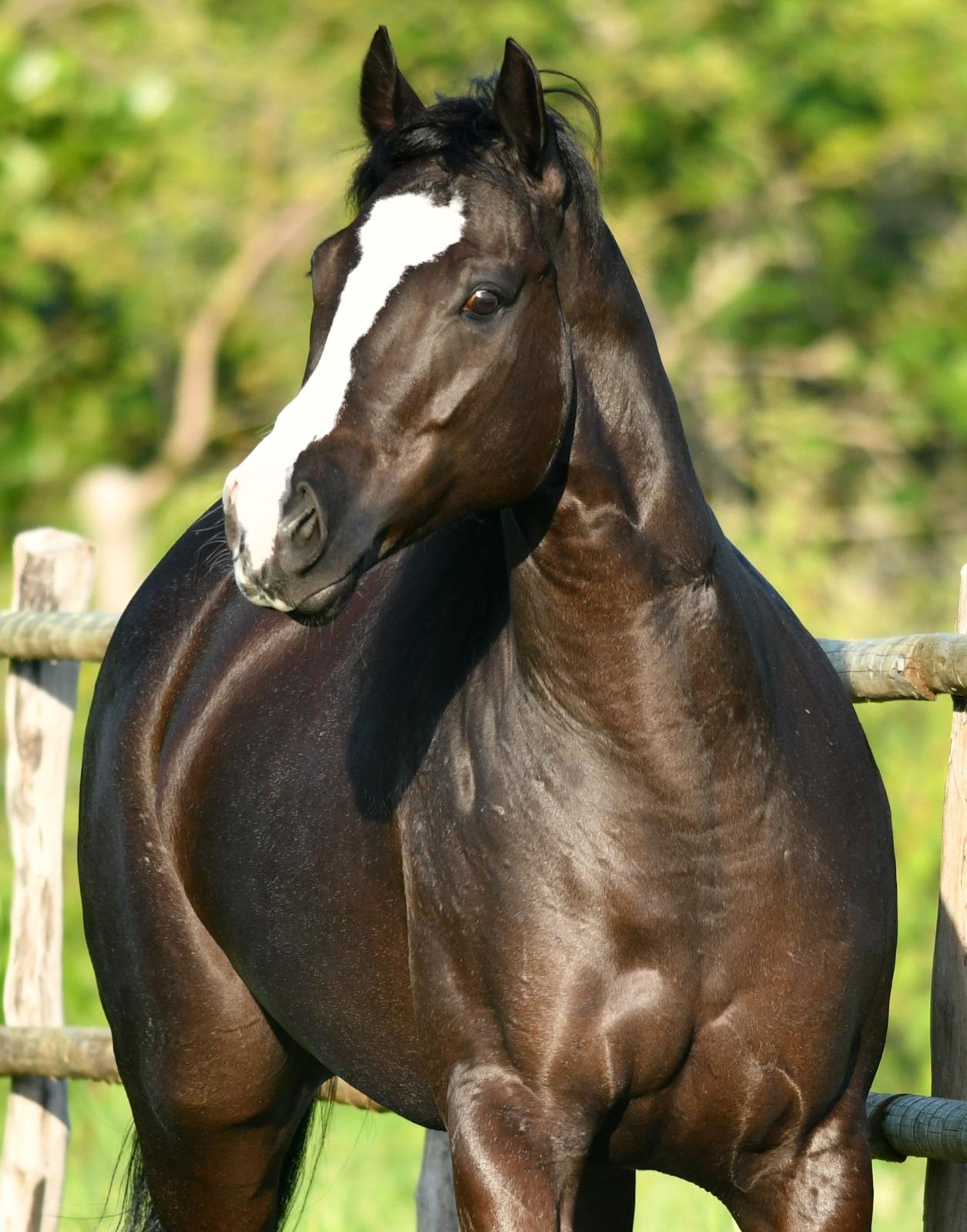 1º Festival do Cavalo Nobrevet