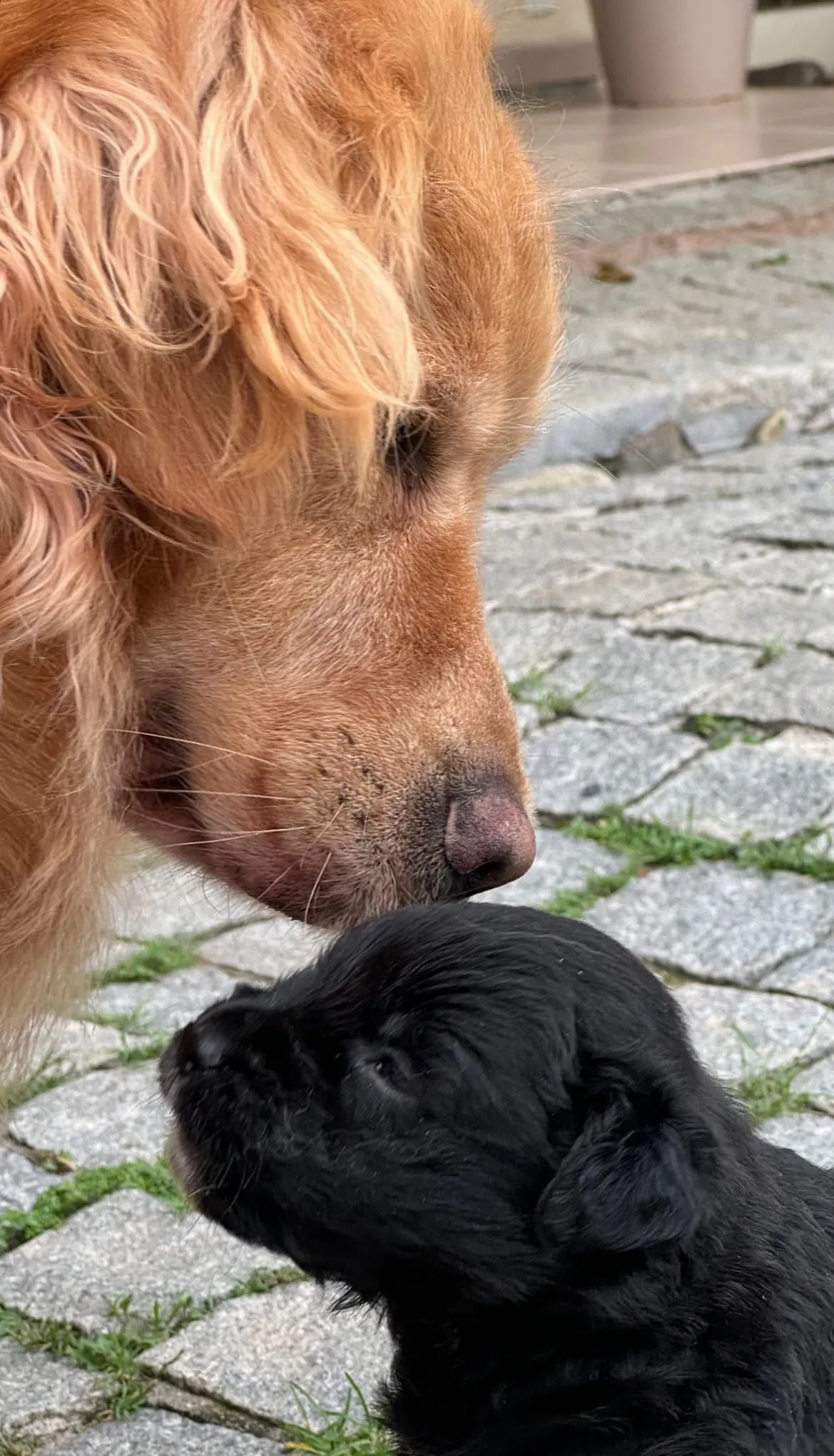 Os donos da golden decidiram não contar para os tutores do shih tzu sobre a gravidez