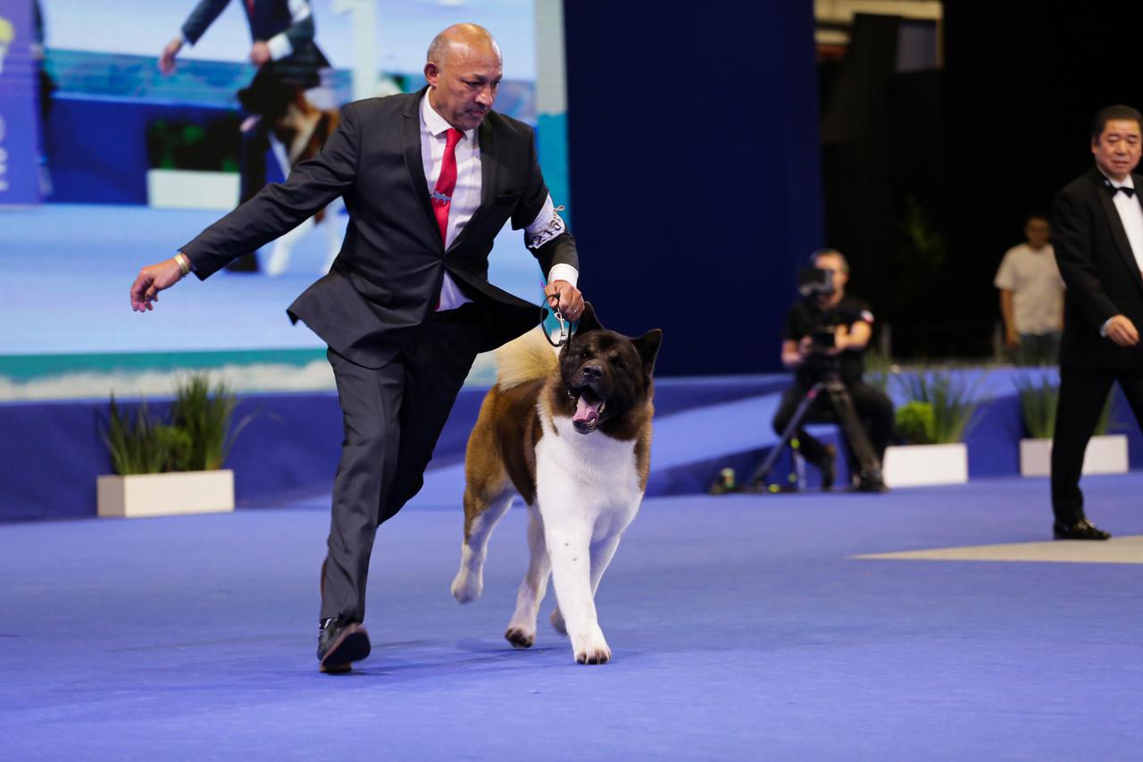 Foto de evento de cães raros