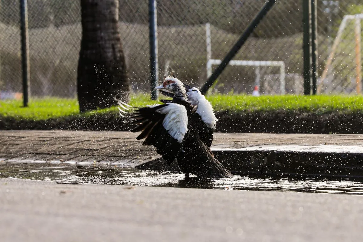 Um total de 32 fotos de aves cearenses ficarão expostas no Memorial Edson Queiroz
