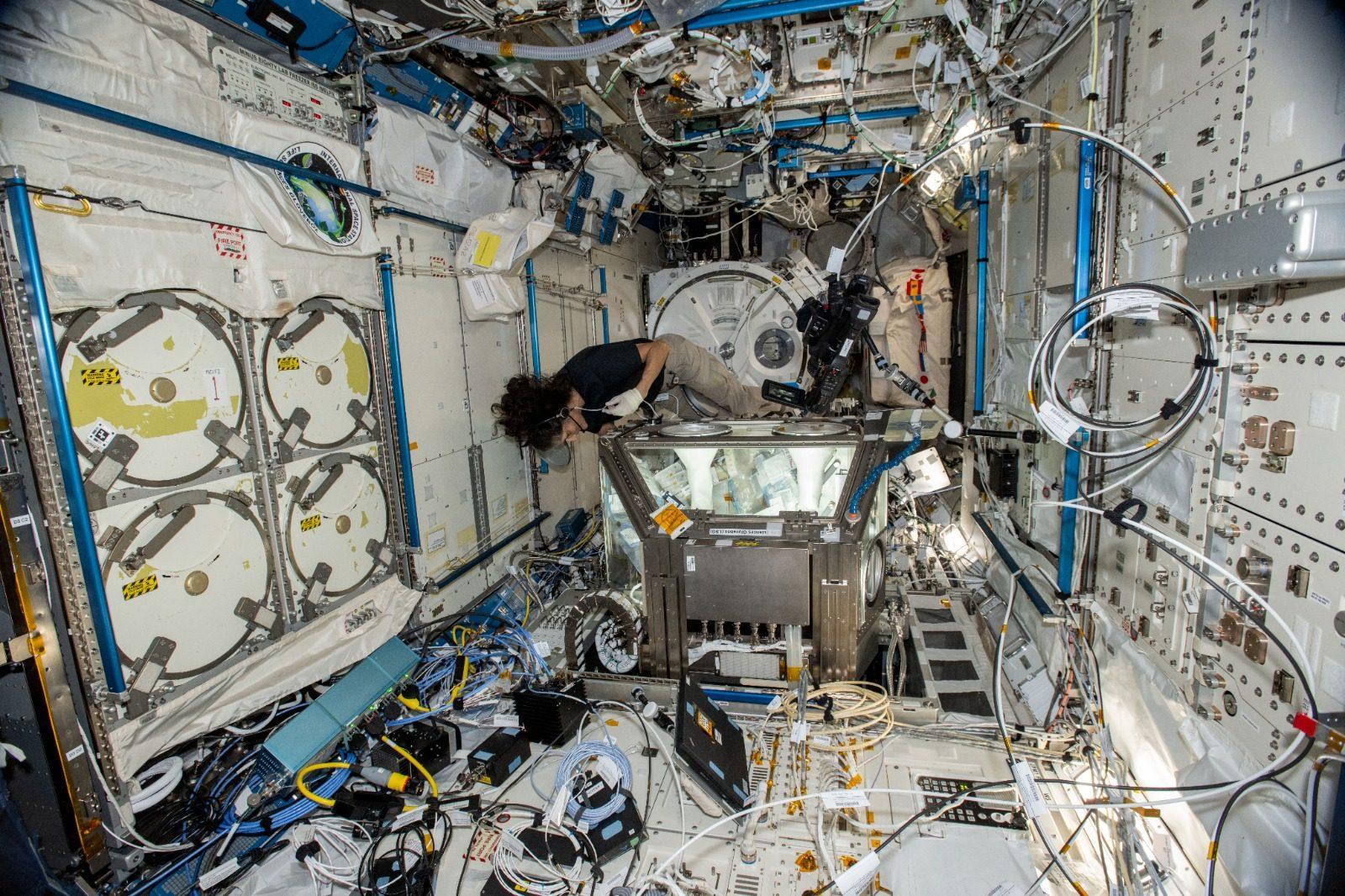 Astronauta da NASA Suni Williams trabalhando no StemCellEX-H