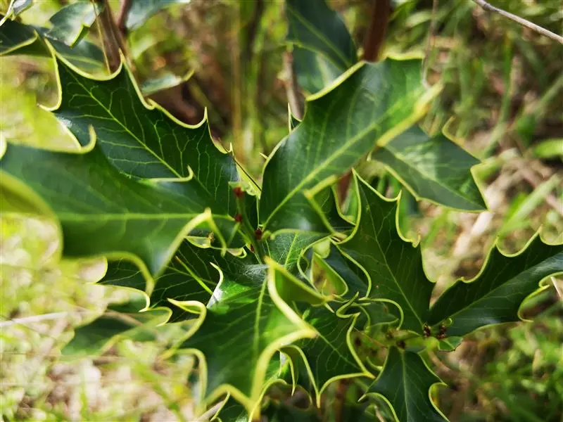 folha de espinheira-santa