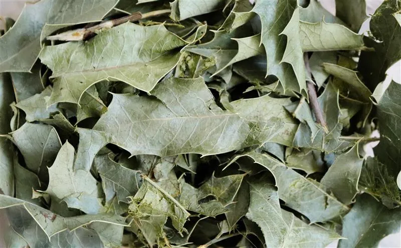 Planta é usada em diversos tratamentos da medicina tradicional, dentre eles o de câncer de pele