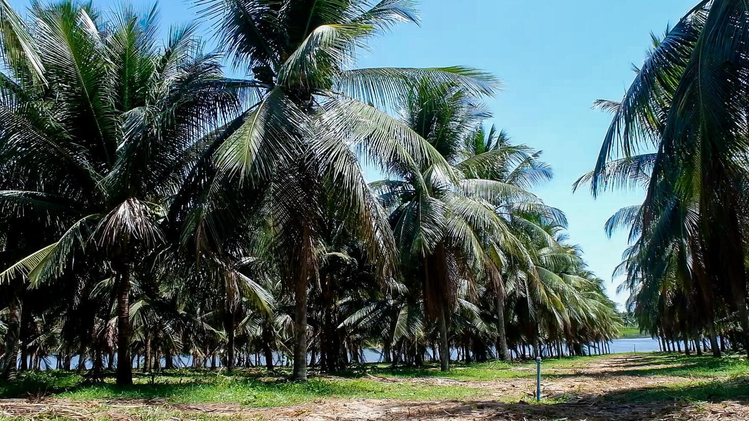 Plantação de coco em Paraipaba