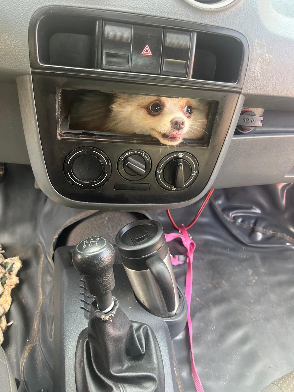 Um cachorro Pomerânia olhando curioso pela abertura do rádio de um carro, com interior bagunçado e objetos ao redor, mostrando a interação divertida entre pets e veículos.