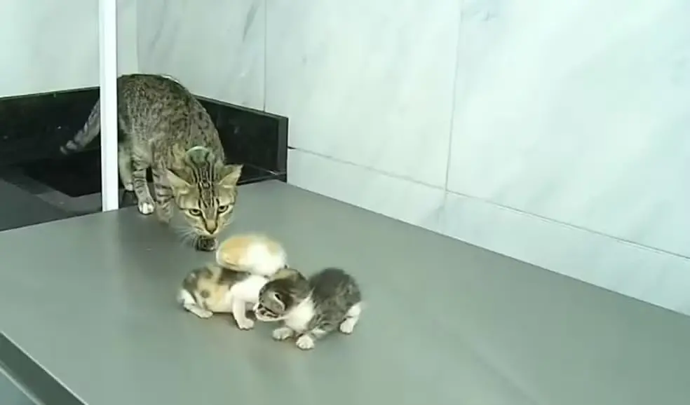 Gata de rua leva filhote pela boca até clínica veterinária em busca de ajuda, no Juazeiro do Norte