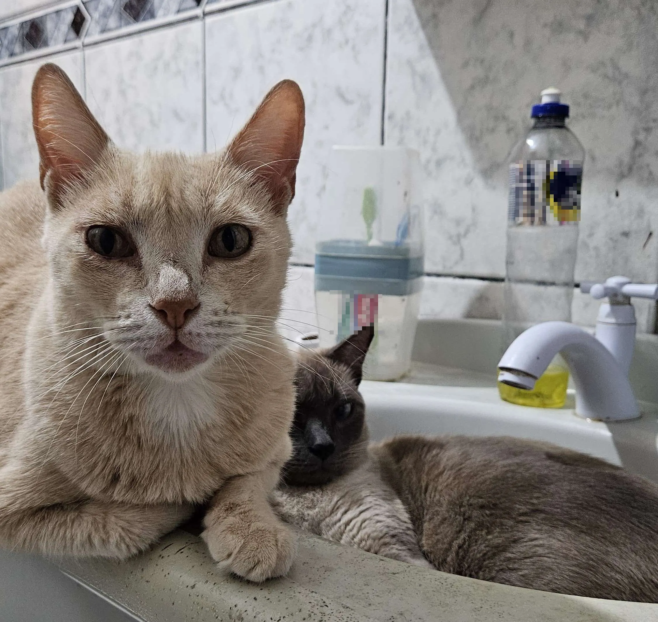 Para os tutores de gatinhos, a presença deles é essencial na rotina