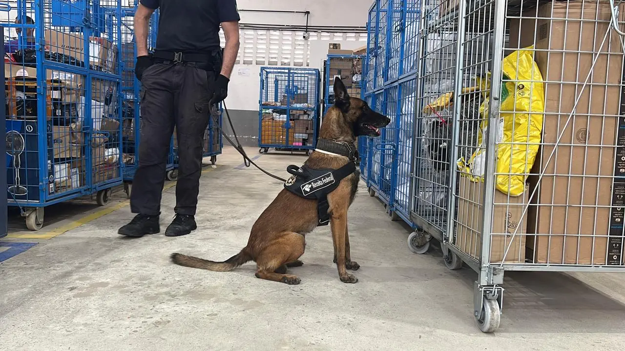 Foto do agente canino Saymon, da Receita Federal, durante operação para apreender drogas