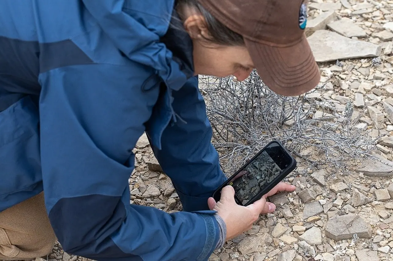 Pesquisadora registra foto de planta diabo de lã