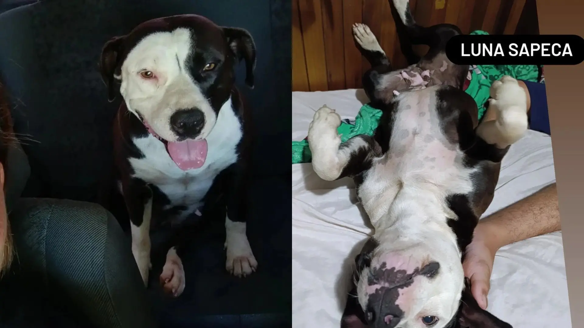 Luna Sapeca, um cachorro da raça Pit Bull, exibe expressões divertidas e brincalhonas em duas poses, sentado e de barriga para cima.