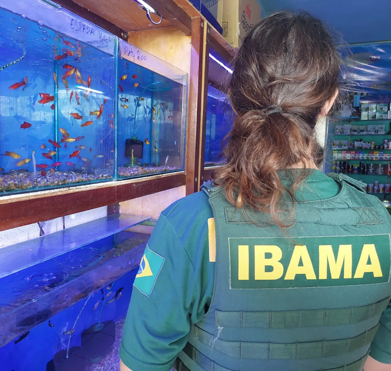 Fiscalização do Ibama mirou a captura de animais ornamentais geneticamente modificados para brilhar