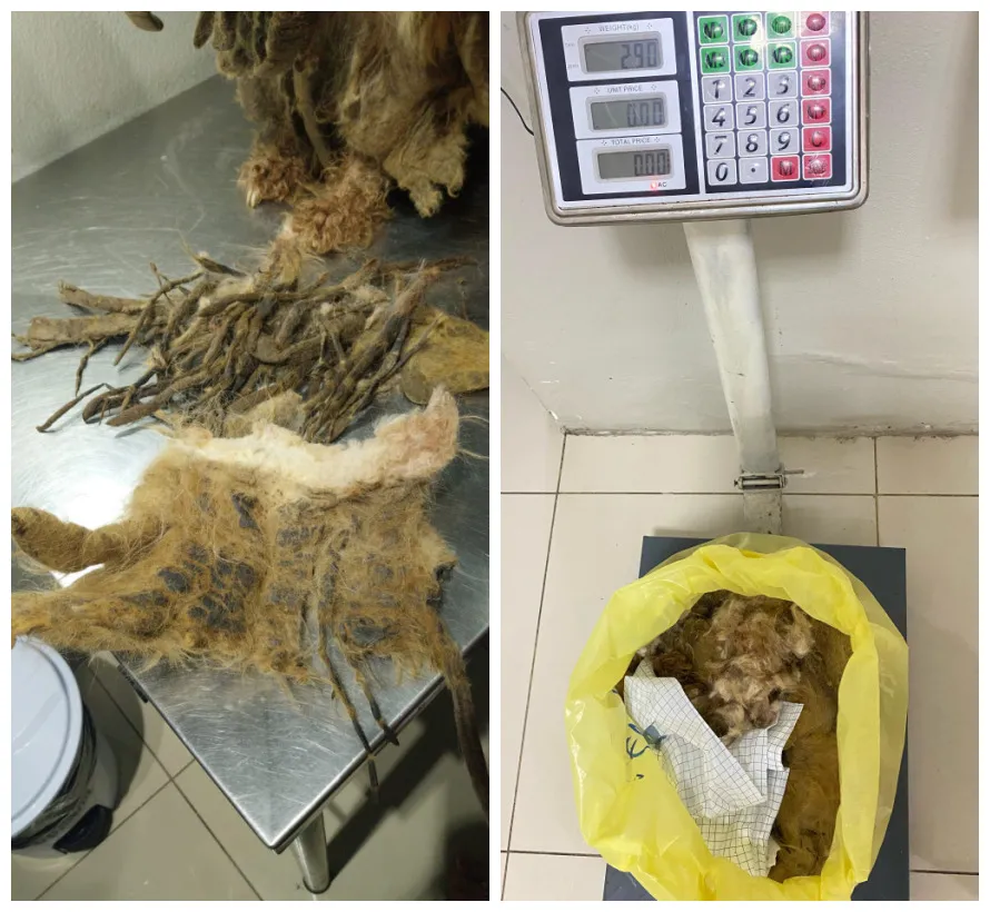 Somente na quinta-feira (27), foram retirados 2,9 quilos de pelo do animal