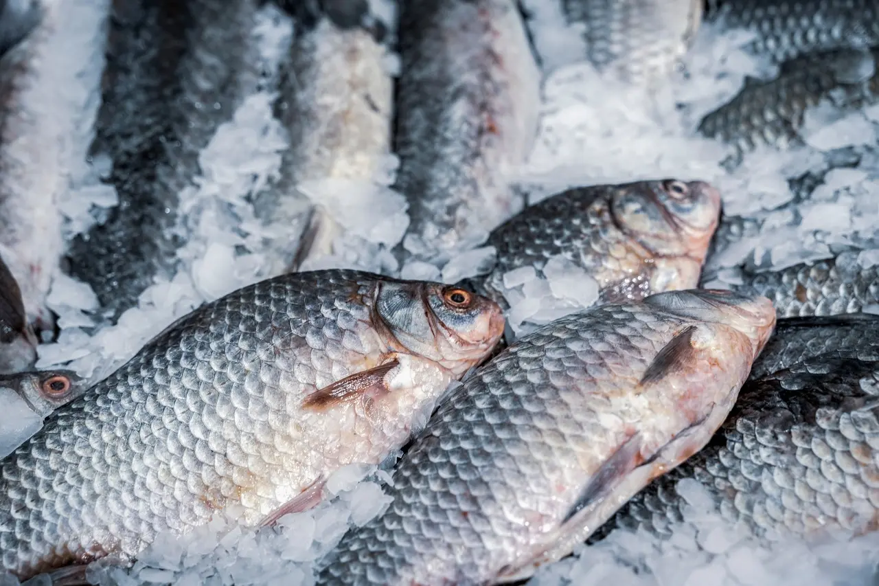 Imagem mostra peixes crus dispostos em pequenas pedras de gelo para ilustrar melhores peixes para a semana santa
