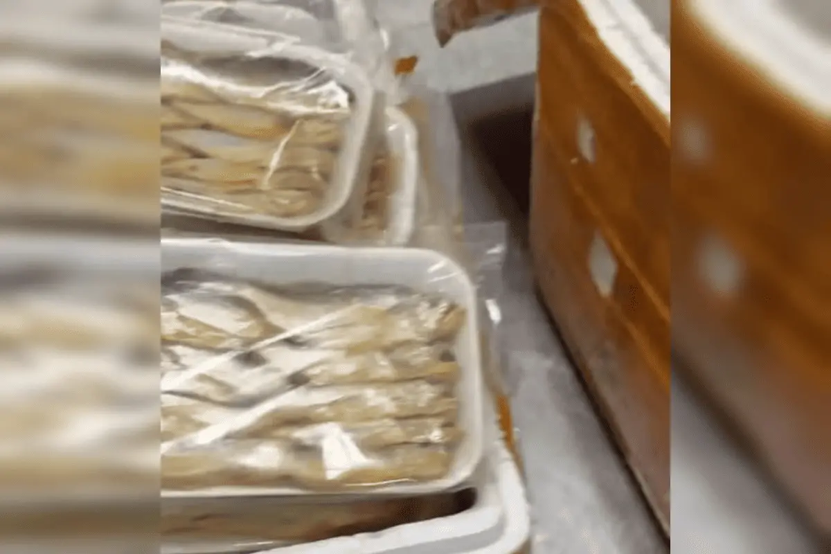 Na imagem vemos peixes mortos dentro de uma caixa de isopor