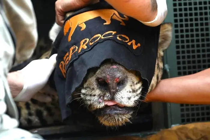 Onça-pintada capturada após supostamente matar caseiro no Pantanal. Na imagem, o animal está sedado e tem um tecido preto vendando seus olhos