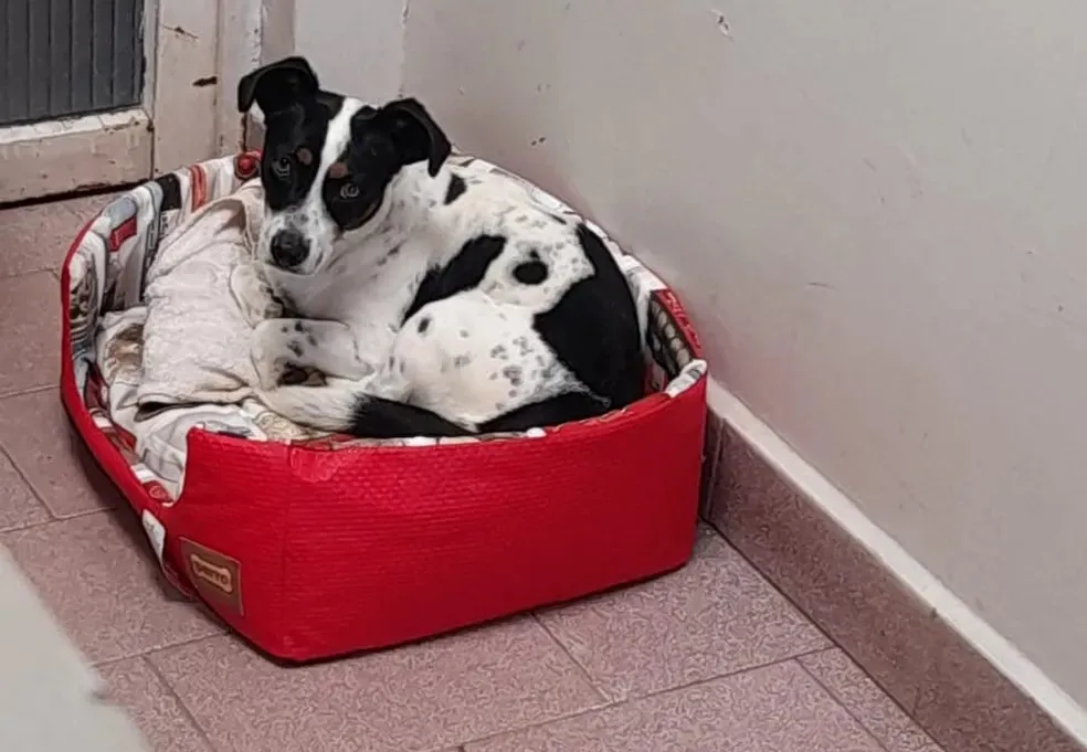 Cachorro Tokinho sofreu agressão de ex-tutor em 2023