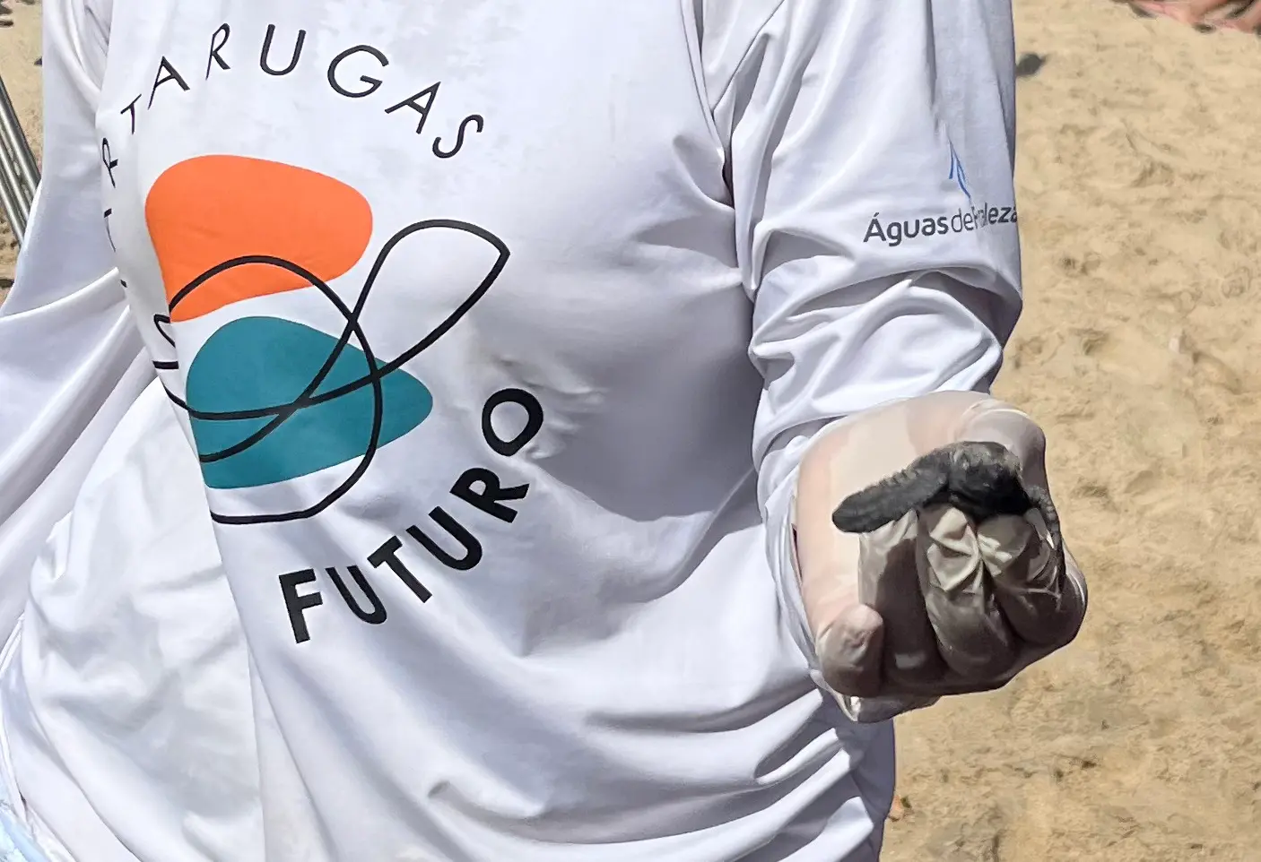 Imagem de mão com luva segurando tartaruga pequena que acabou de nascer