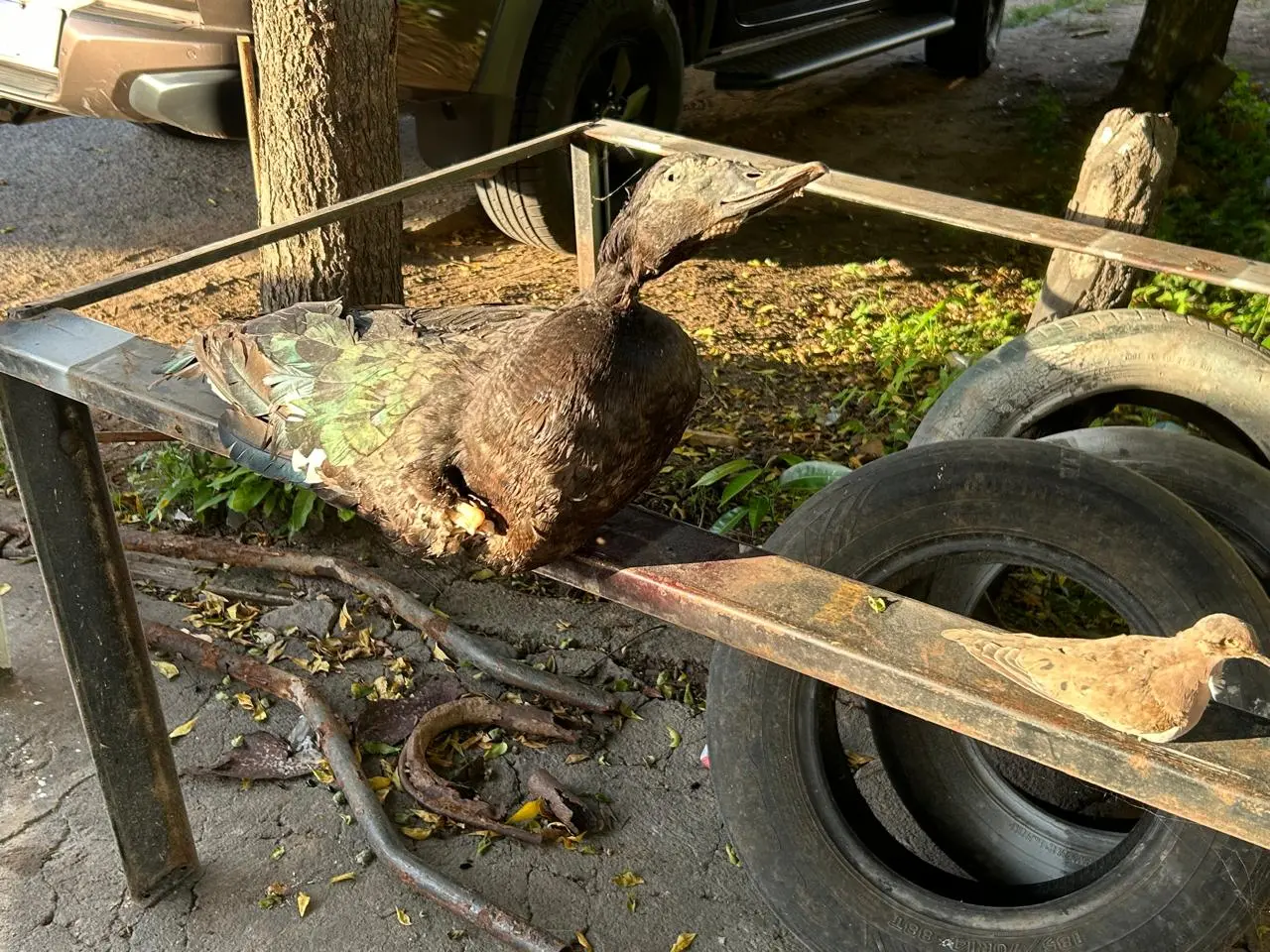 A imagem mostra uma armadilha de madeira com restos de um animal morto, utilizada para a caça ilegal, em meio a pneus e outros materiais descartados no chão.