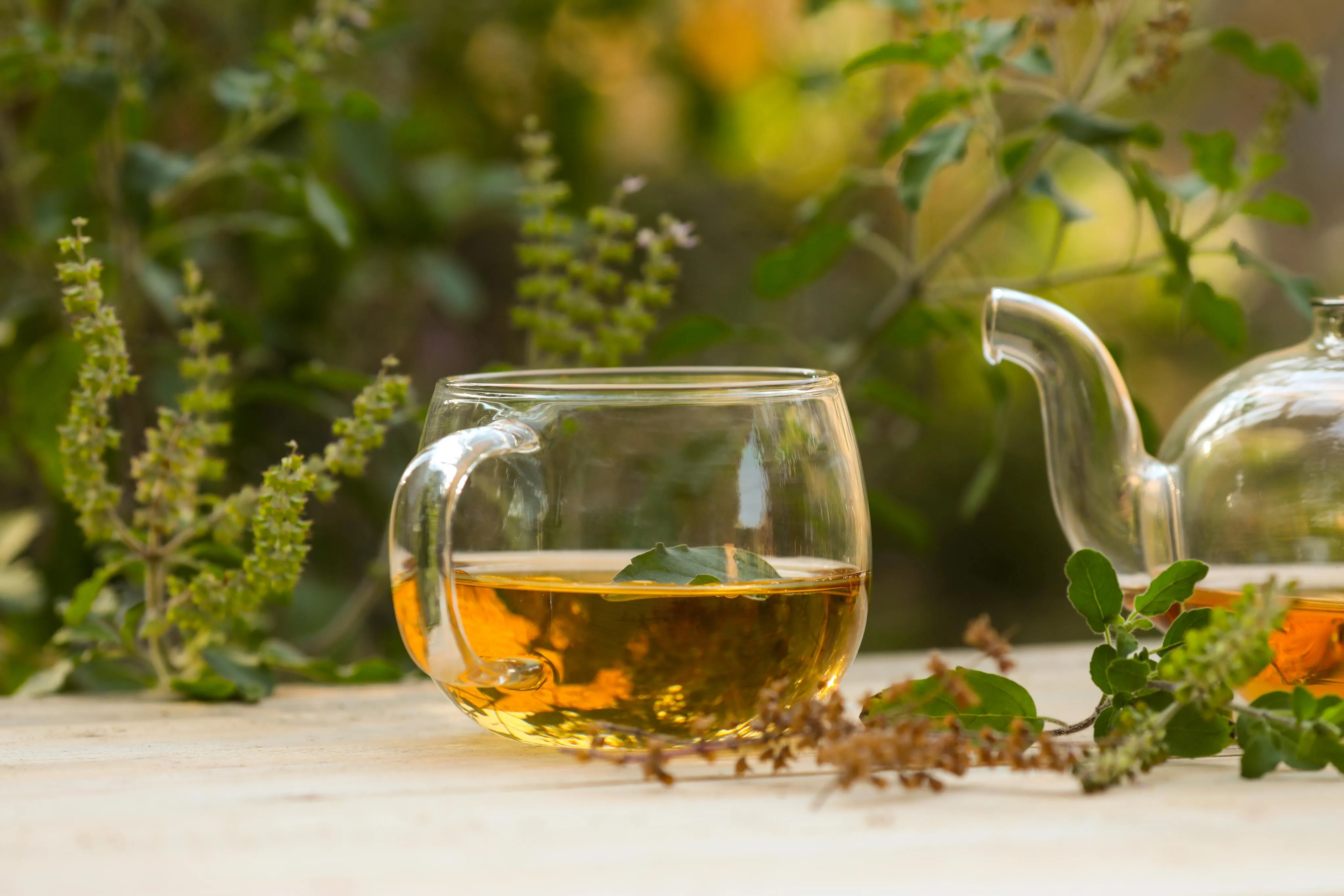 A alfavaca possui características terapêuticas, sendo indicada para o preparo de bebidas desintoxicantes