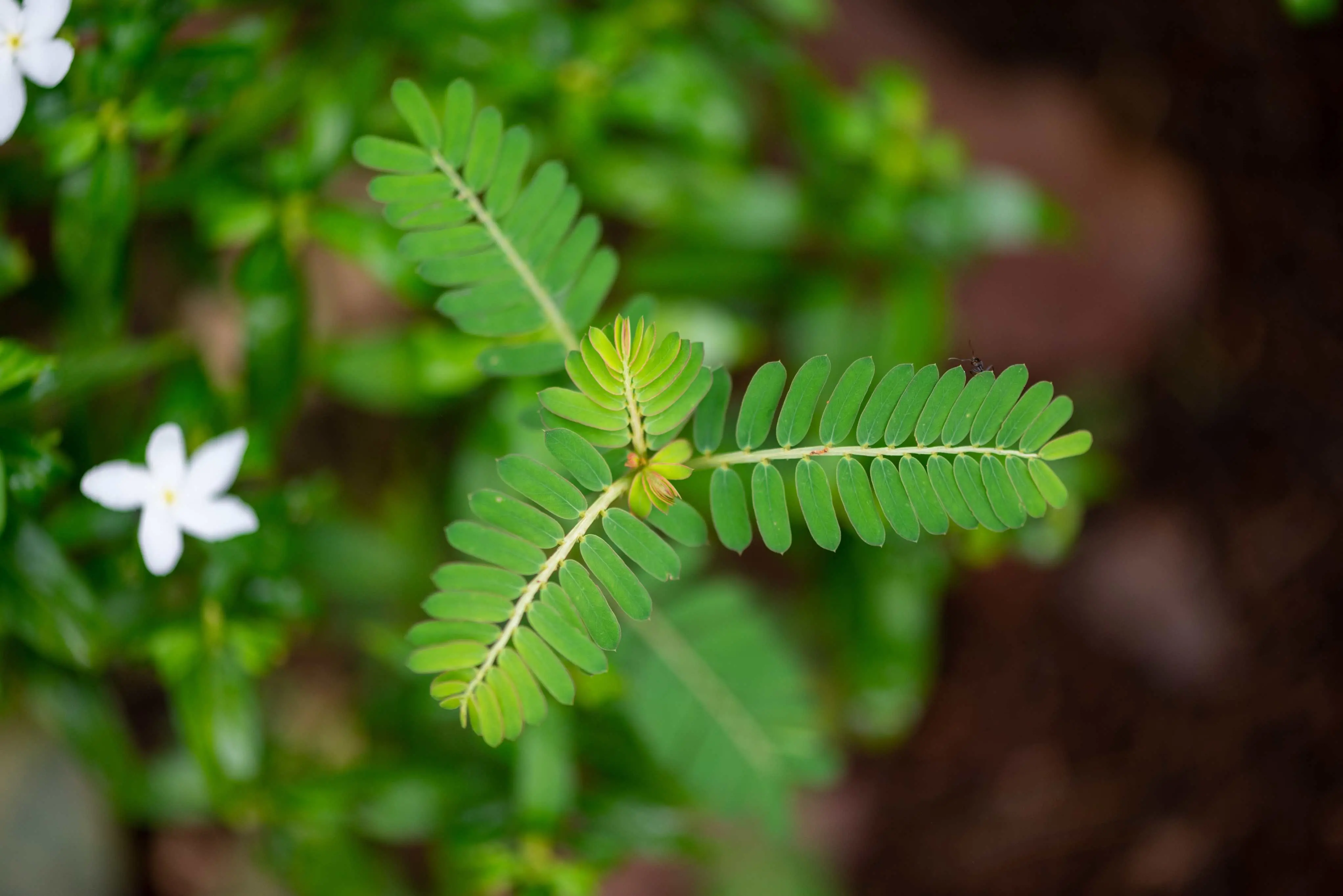 Foto da Phyllanthus niruri é uma planta tropical, popularmente conhecida como quebra-pedra