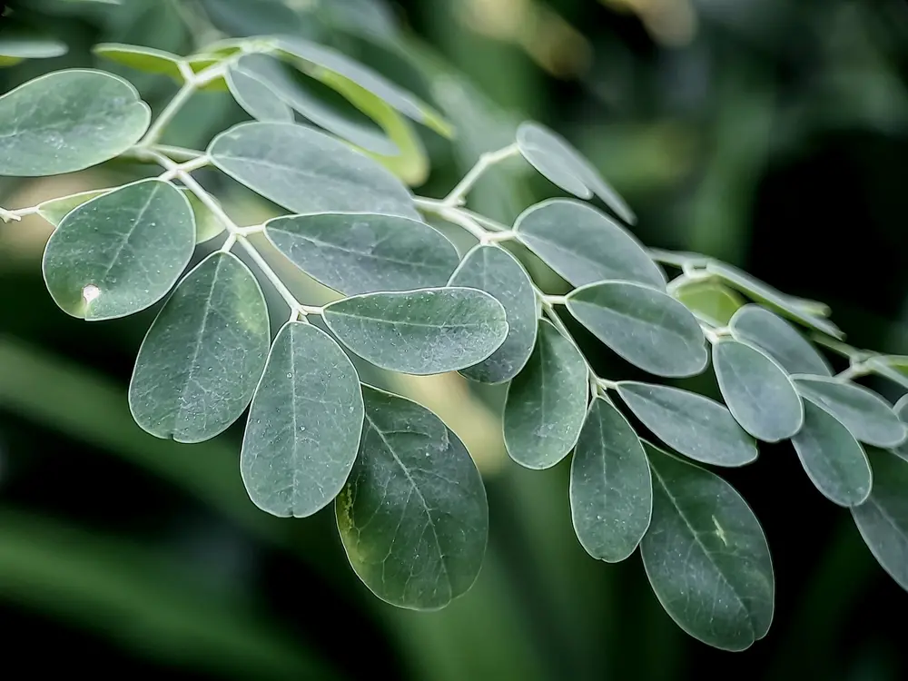Folhas verdes de moringa em destaque, mostrando a textura e a beleza da planta, ideal para quem busca informações sobre seus benefícios e usos.