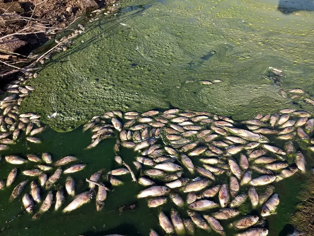 Na imagem, peixes mortos no rio Jaguaribe