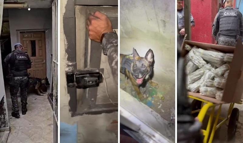 Cachorro achou diversas drogas