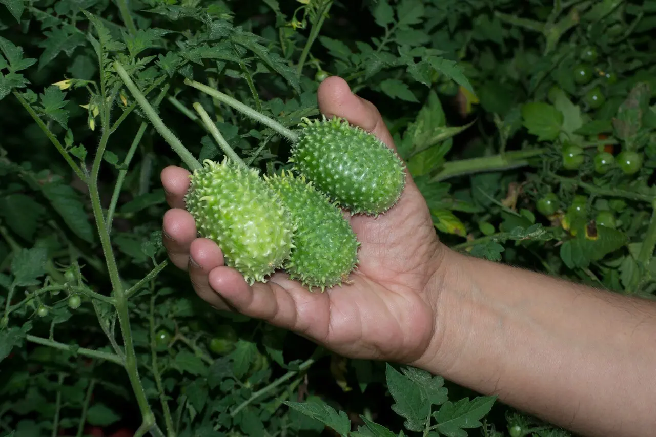 Mão segurando três maxixes em uma plantação, destacando a colheita de frutas tropicais frescas e saudáveis.