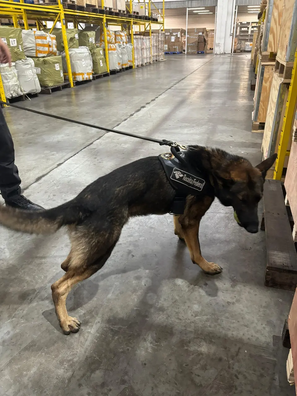 Foto de agente canino da Receita Federal no terminal de cargas do aeroporto de fortaleza