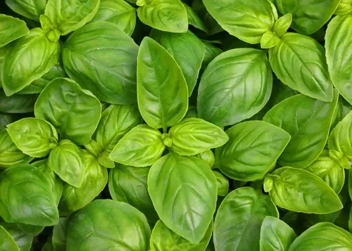 Foto da planta manjericão, que pode atrair sorte