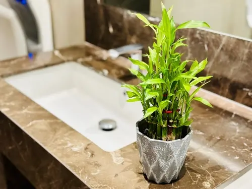 Foto de um recipiente com a planta bambu da sorte em uma bancada de mármore