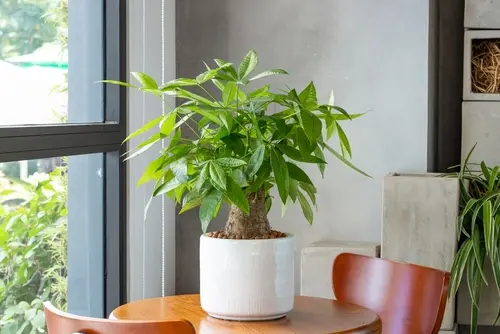 Imagem da planta Pote-de-Ouro em um vaso braco em cima de uma mesa de madeira